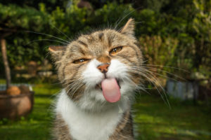 funny portrait of a tabby white cat licking window glass outdoors in the garden funny portrait of a tabby white cat licking window glass outdoors in the garden